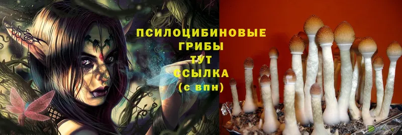 Псилоцибиновые грибы Psilocybine cubensis Заречный